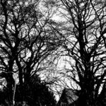 My Citrus Paradisiest Moment - Adrià Ginger