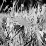 My Citrus Paradisiest Moment - Adrià Ginger